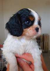 Chiots Cavaliers King Charles