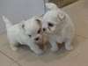 Bichon Maltais Miniature - photo 1