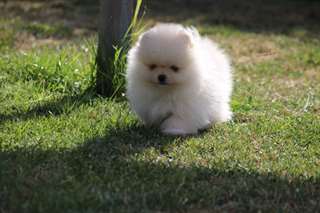 Spitz allemand petit/ nain