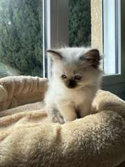Chaton de Pure Race