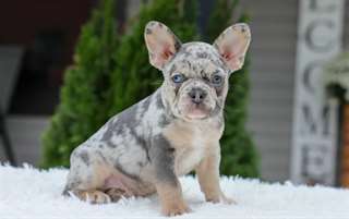 jeune Chiots bouledogue francais