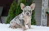 Chiots Bouledogue francais a vendre - photo 1