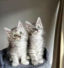 affectueuse, femelle Maine Coon