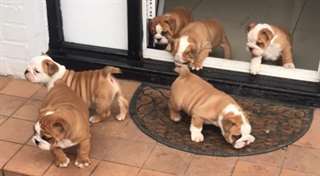 Chiots bouledogue anglais