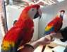 2 ans, ara macaw scaelet test&#233; ADN. Doux et joueur - photo 1
