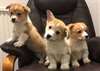 Chiots Welsh Corgi de Pembroke - photo 1
