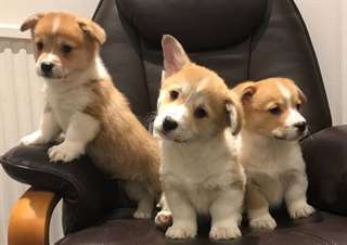 Chiots Welsh Corgi de Pembroke