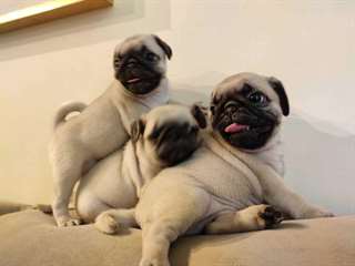 chiots carlins disponibles