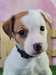 Chiot Jack Russell - photo 1