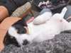 Chiot Jack Russell - photo 2