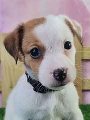 Chiot Jack Russell