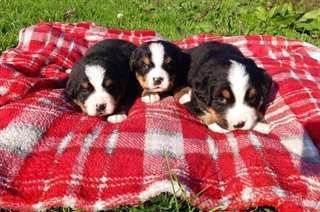 Chiots Bouvier Bernois mâles et femelles