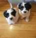 Adorable Chiots Havanese - Annonce classée # 539029