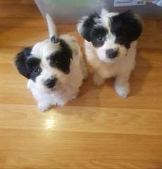 Adorable Chiots Havanese