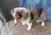 Chiots Shetland sheepdog male et femelle - Annonce classée # 539030