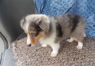 Chiots Shetland sheepdog male et femelle
