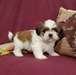 Adorable chiots shih tzu 1 femelle et 1 mâle - photo 1