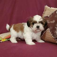 Adorable chiots shih tzu 1 femelle et 1 mâle