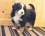 2 Chiots Bernese Mountain - Annonce classée # 539034