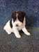 Adorable Chiots fox terrier - Annonce classée # 539035