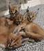 CHATS CARACAL - photo 1