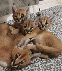 CHATS CARACAL