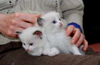 Chatons Ragdoll disponibles