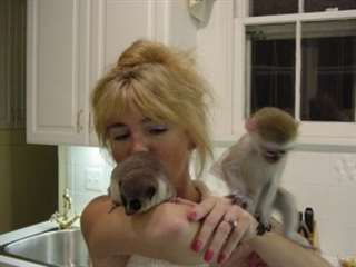 Singes capucins mignons