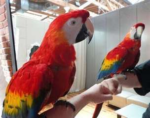 2 ans, ara macaw scaelet testé ADN. Doux et joueur