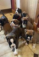 chiots boxer disponibles