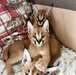 Chatons Caracal - photo 1