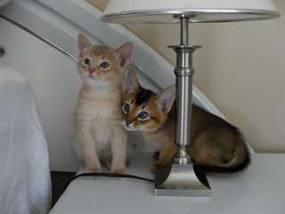 chatons abyssins mâles et femelles
