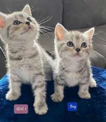 chatons Scottish Fold sont prêts