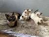 Chatons siamois, portée entraînée - photo 1