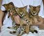 Magnifiques chatons Savannah Ils viennent - photo 1