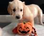 Chiots Golden Retriever à vendre - Annonce classée # 539117