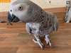 Perroquet gris d'Afrique - photo 1