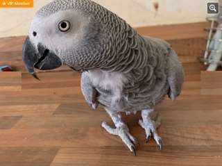 Perroquet gris d'Afrique