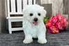 Chiots Maltese - Annonce classée # 539199