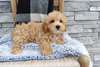 Chiots Maltipoo - Annonce classée # 539200