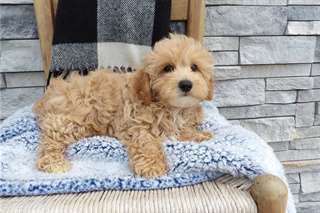 Chiots Maltipoo