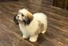 Chiots Lhasa-Apso - photo 1