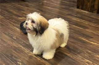 Chiots Lhasa-Apso