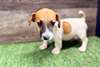 Chiots Jack Rusell Terrier - photo 1