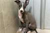 Chiots Italien Greyhound - photo 1