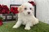 Chiots Havanese - photo 1