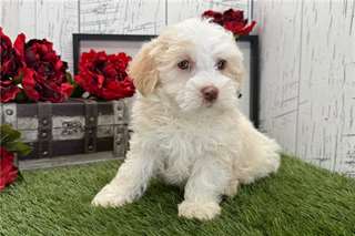 Chiots Havanese