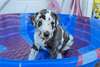 Chiots Grand Danois - Annonce classée # 539206