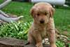 Chiots Golden Retriever - Annonce classée # 539207