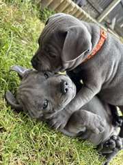 Chiots Staffordshire Bull Terrier